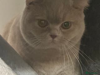 British Shorthair cats Exc champion line - Advert 18
