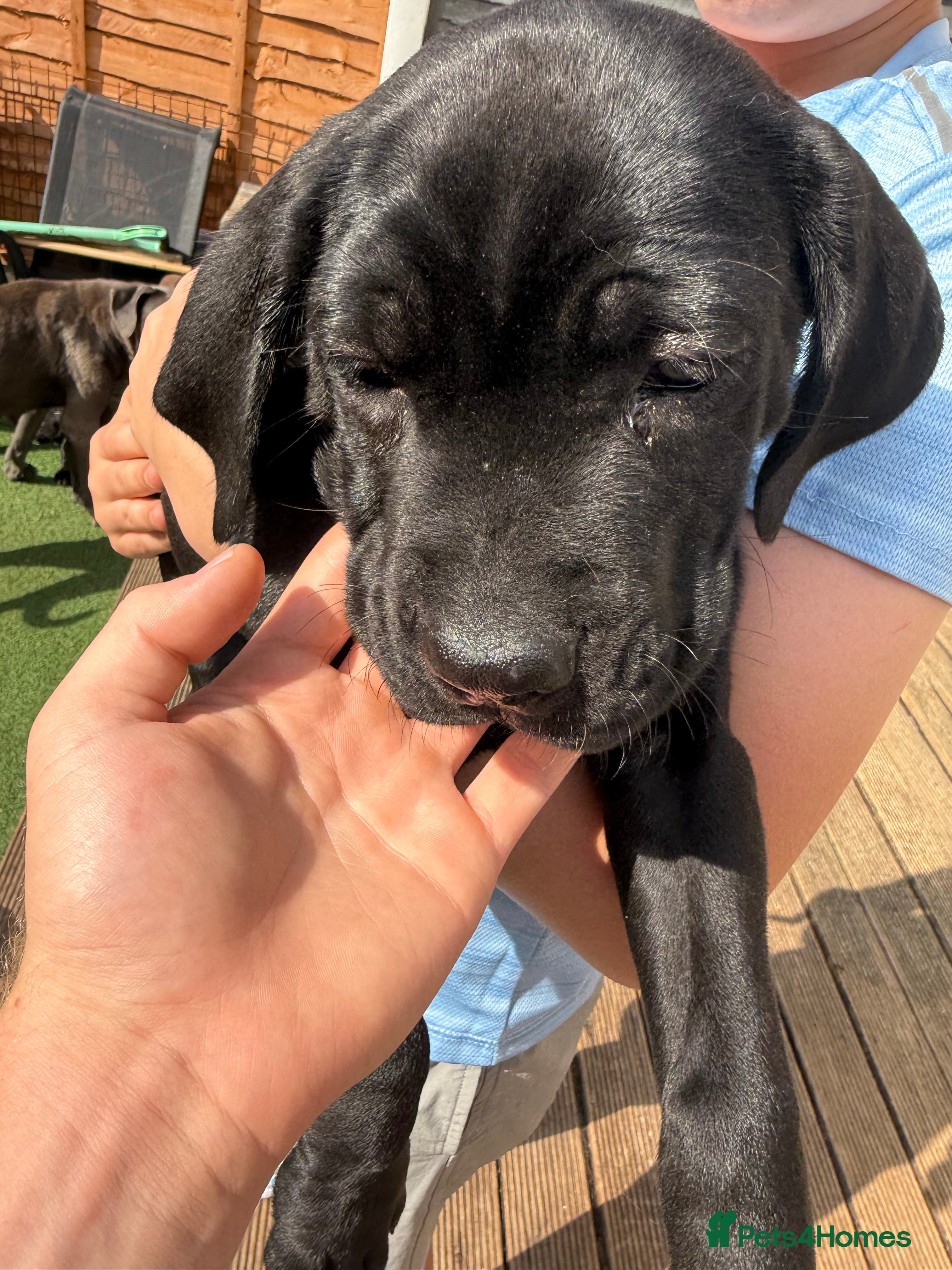 Cane Corso dogs Ready to go cane corso puppys  - Advert 2
