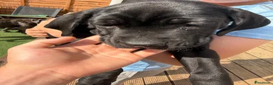 Cane Corso 3 red collar 