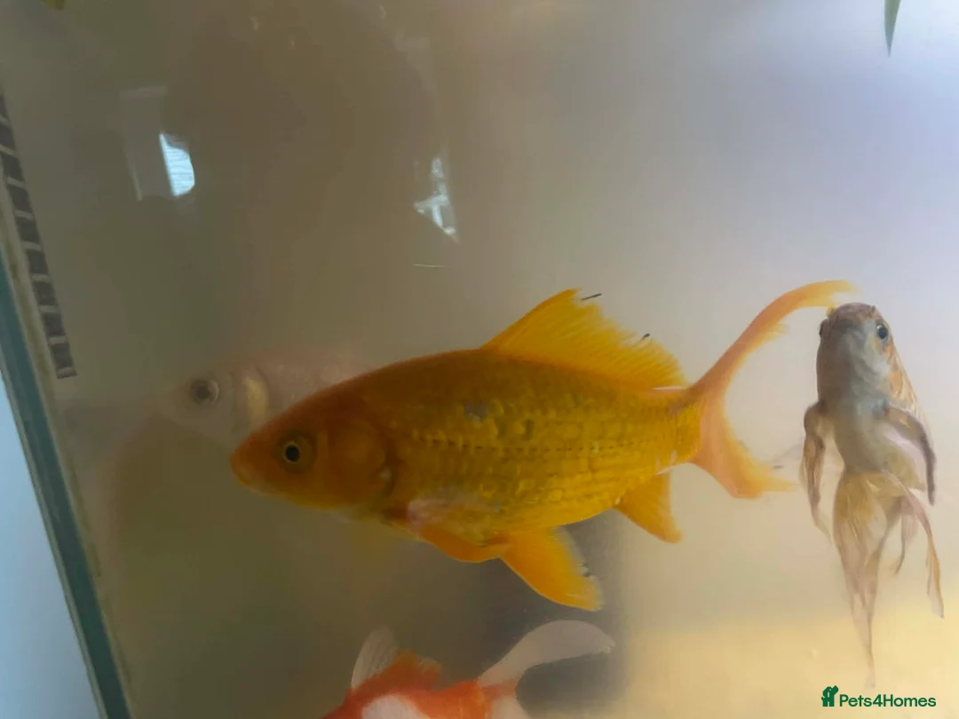 Goldfish fish for sale: Goldfish - Advert 2