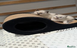 Ragdoll cats for sale: Blue Point and Seal Point Ragdoll kittens  - Image 9