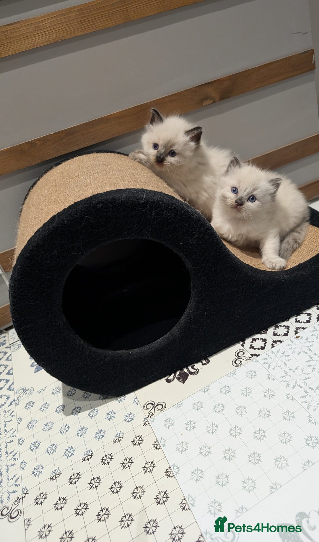 Ragdoll cats for sale: Blue Point and Seal Point Ragdoll kittens  - Image 9