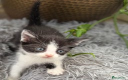 Mixed Breed cats for sale: Beautiful Mixed Breed kittens (plz see description - Image 19
