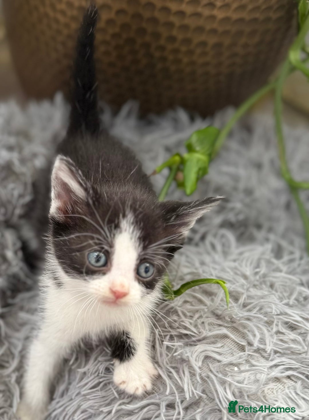 Mixed Breed cats for sale: Beautiful Mixed Breed kittens (plz see description - Image 19