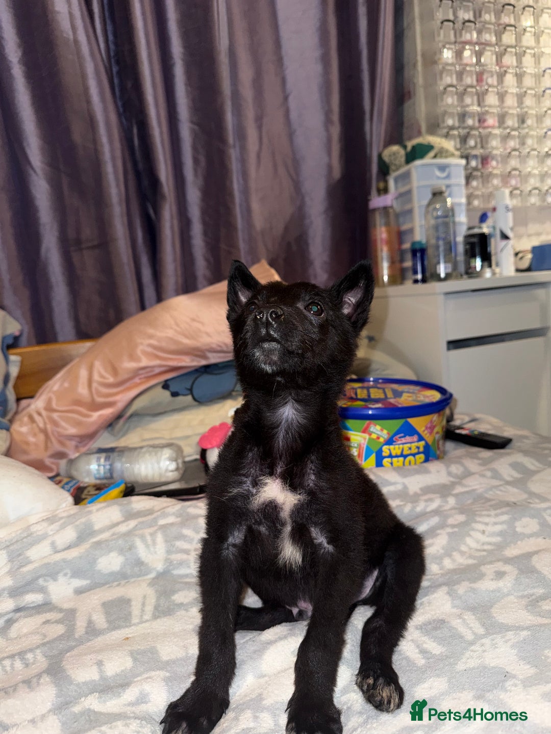 Belgian Shepherd Dog dogs for sale: Young Belgian Mali Boy - Advert 10