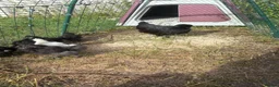 Chickens poultry for sale: Bantam chicks for sale  - Advert 4