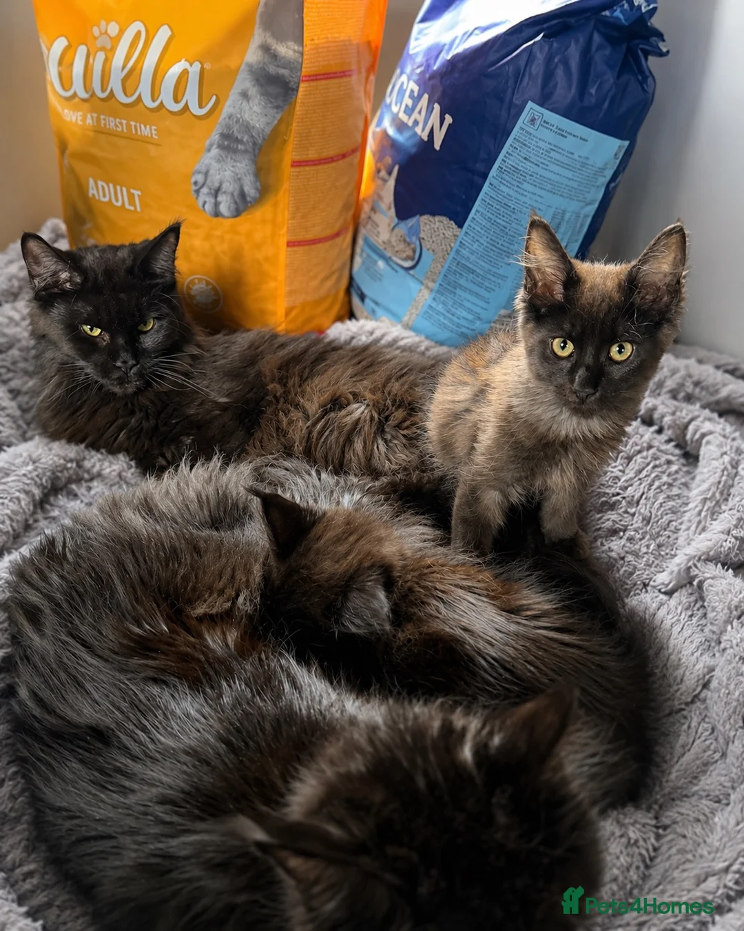 Maine Coon cats for sale: 2 BEAUTIFUL KITTENS LEFT READY FOR THEIR HOME in Harlow - Advert 4