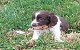 English Springer Spaniel dogs for sale: Quality Spaniel Litter at Sandaharr  - Image 13