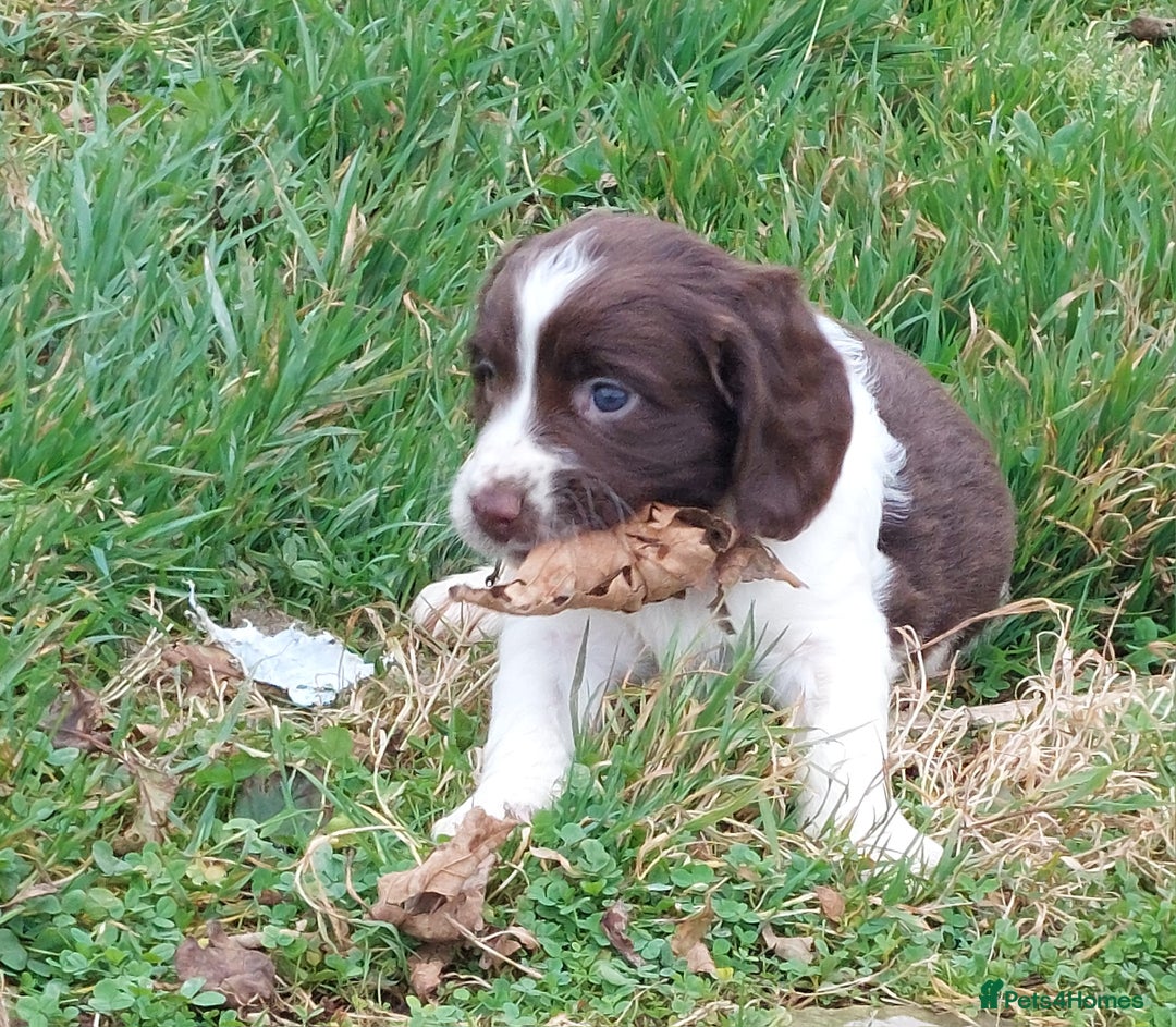 English Springer Spaniel dogs for sale: Quality Spaniel Litter at Sandaharr  - Image 13