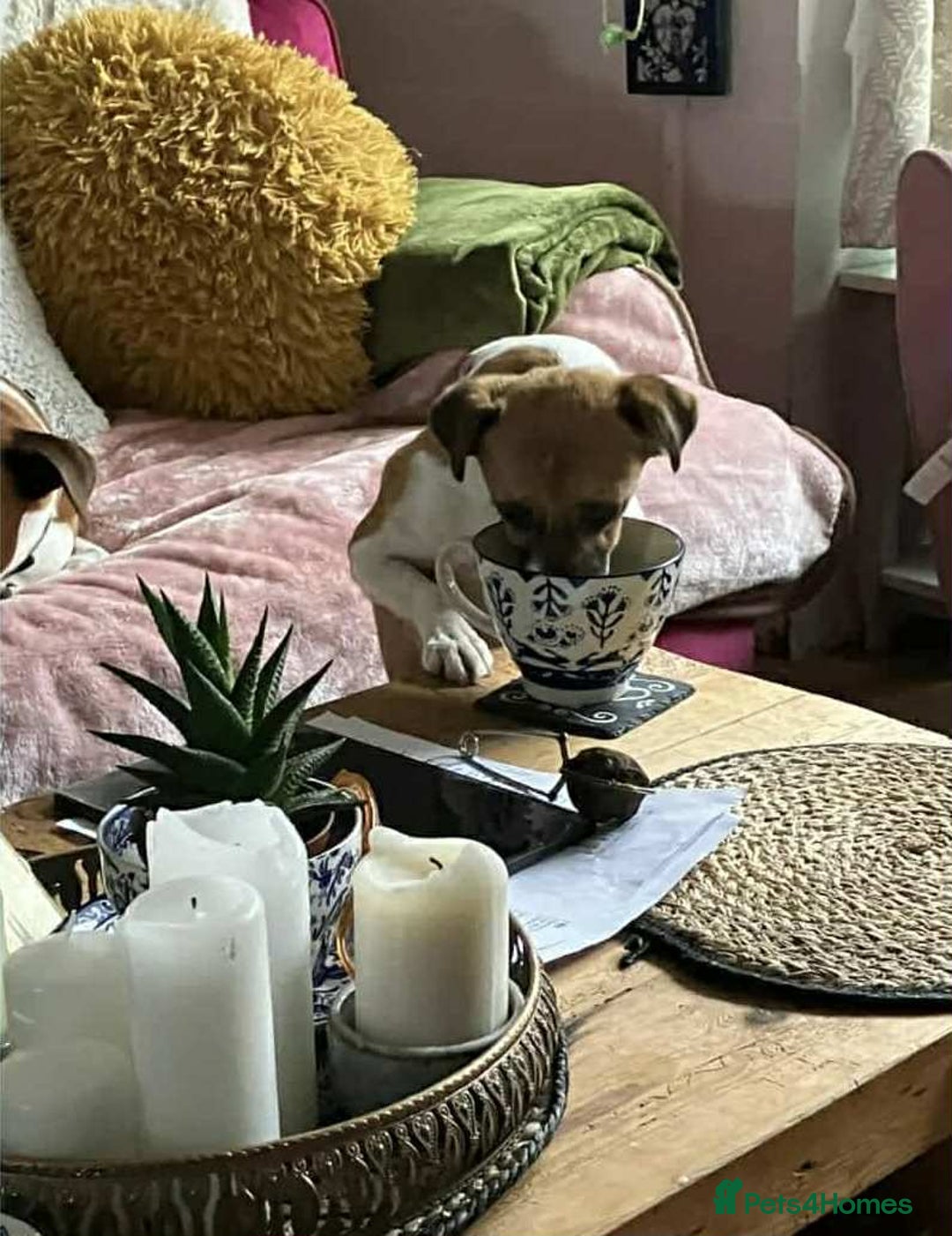 Mixed Breed dogs for adoption: Loving home needed for beautiful Tina  - Advert 4