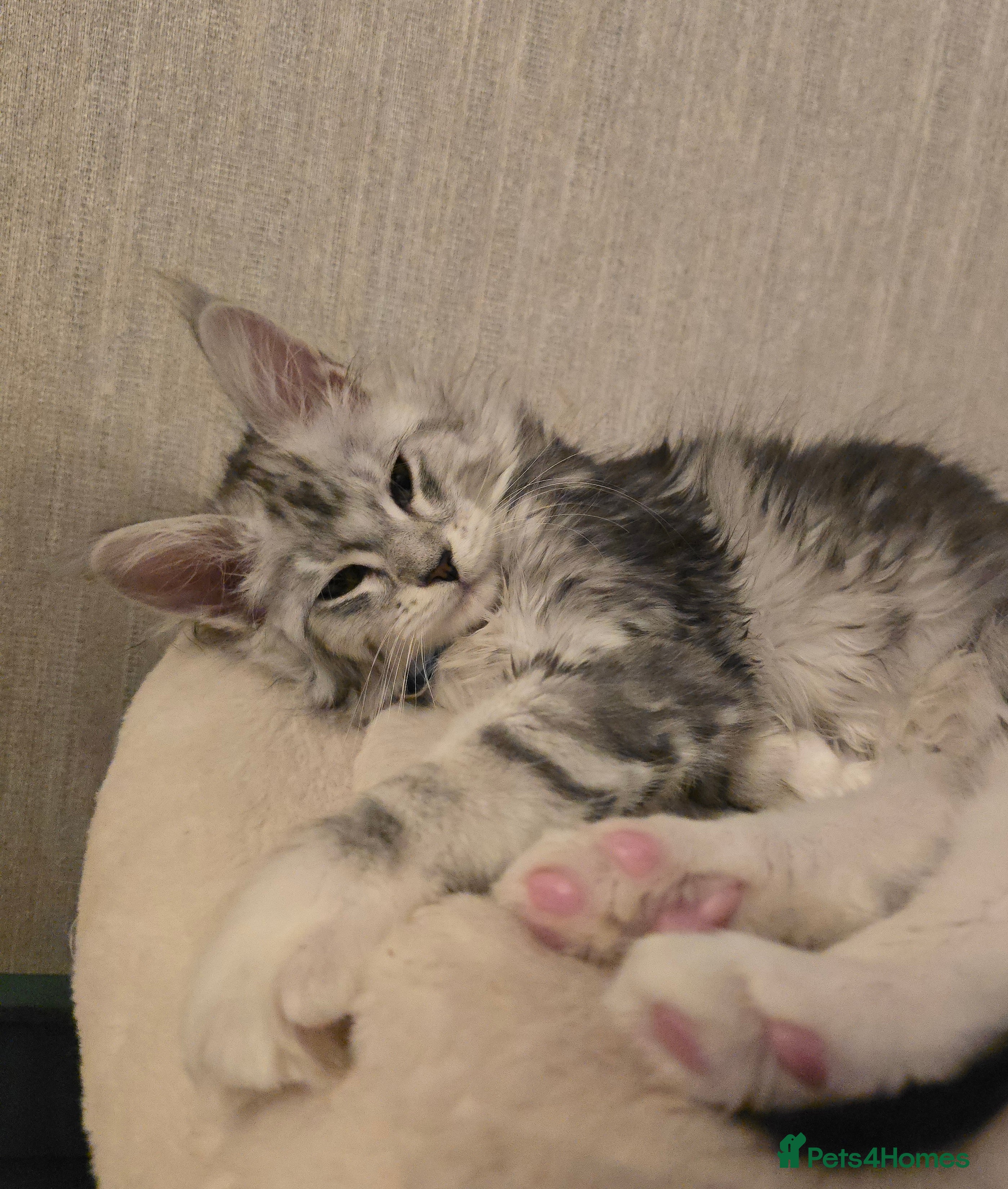 Maine Coon cats Stunning Silver Tica Pedigree Maine Coon Kittens - Advert 13