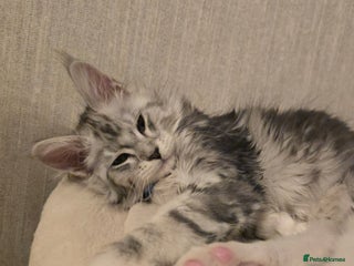 Maine Coon cats Stunning Silver Tica Pedigree Maine Coon Kittens - Advert 13