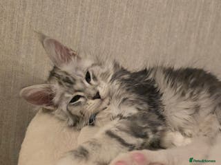 Maine Coon cats Stunning Silver Tica Pedigree Maine Coon Kittens - Advert 12