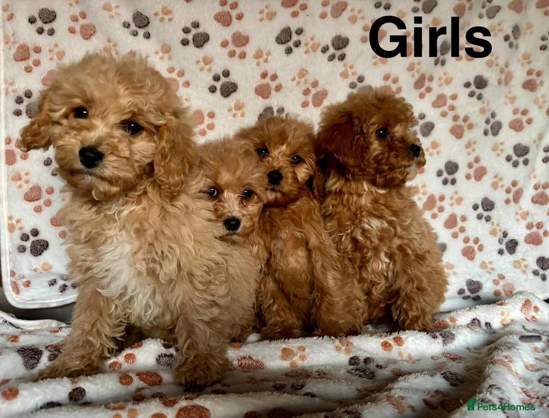 Cavapoo dogs for sale: Beautiful red Cavapoos  in Sheerness - Advert 23