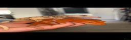 Gecko reptiles for sale: Red phantom Lily White crested gecko - Advert 4