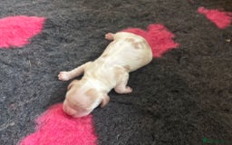 Cocker Spaniel dogs for sale: Cocker Spaniel Puppies - Image 12