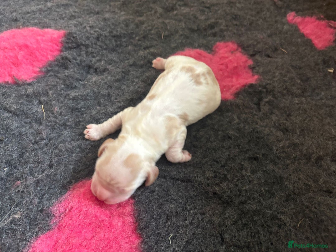 Cocker Spaniel dogs for sale: Cocker Spaniel Puppies - Image 12