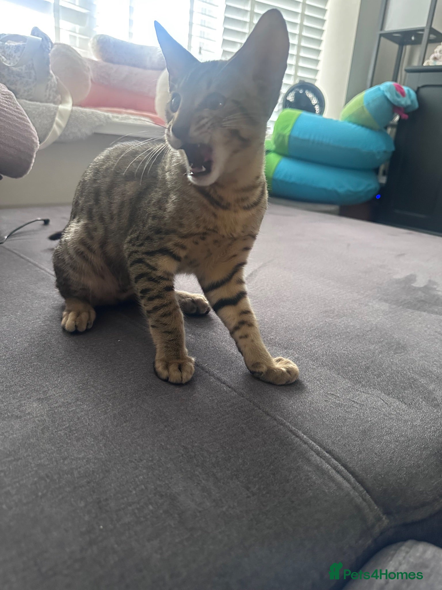 Savannah cats 🏆 F4 TICA Savannah Boy-reduced price 🏆 - Advert 2