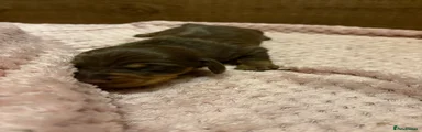 Miniature Dachshund Puppy 2