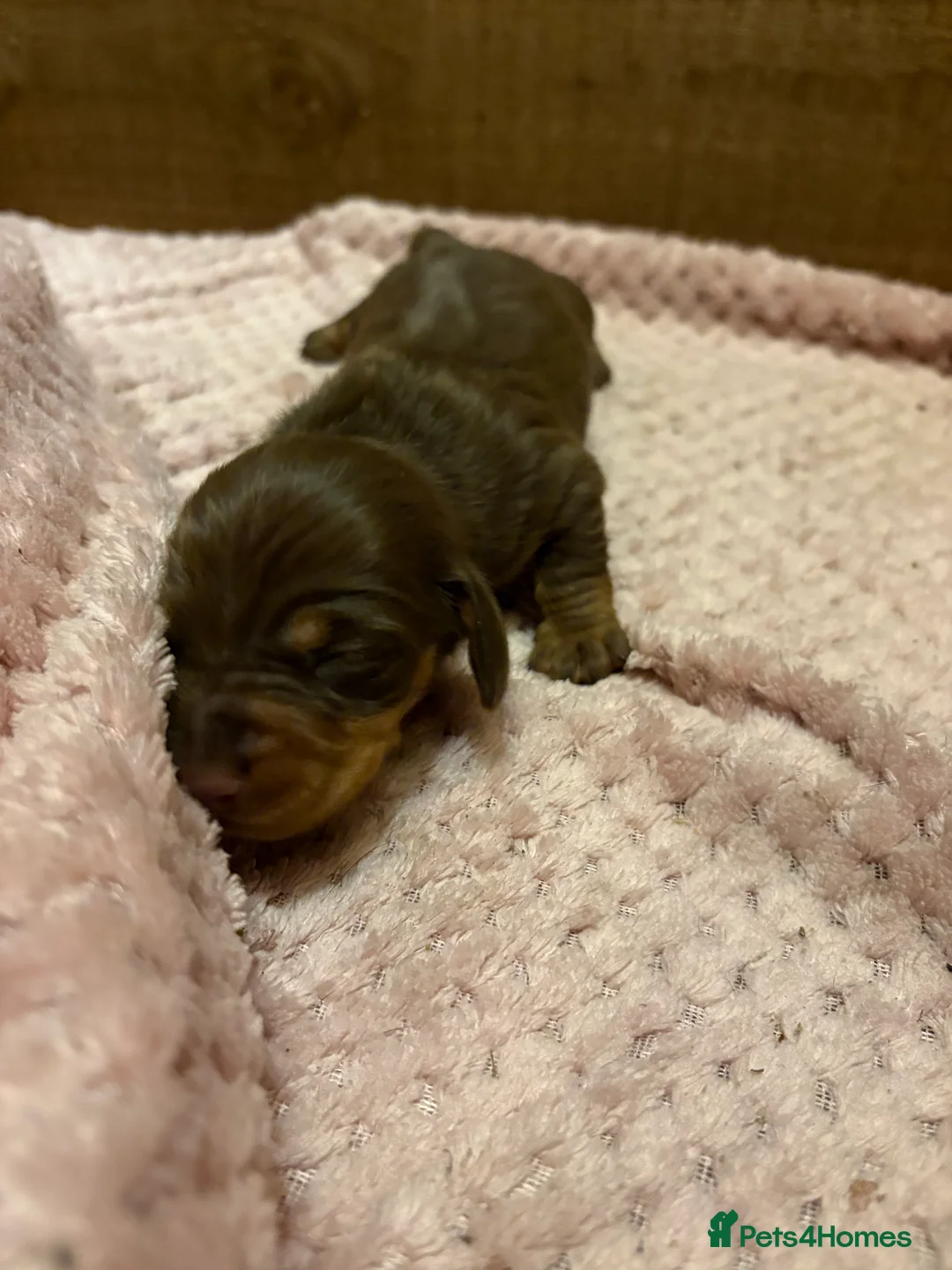 Miniature Dachshund dogs for sale: Miniature Dachshund - Advert 3