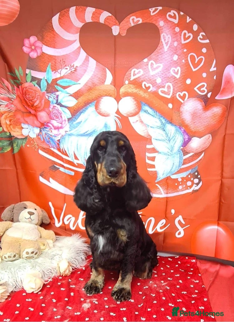 Cocker Spaniel dogs Black and Tan show cocker available for stud duty in Dunblane - Advert 23