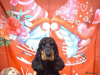 Cocker Spaniel dogs in Dunblane - Advert 19