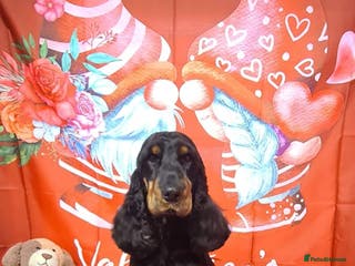 Cocker Spaniel dogs Black and Tan show cocker available for stud duty in Dunblane - Advert 2