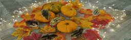 Quail poultry for sale: Autumn chics to order - Advert 4