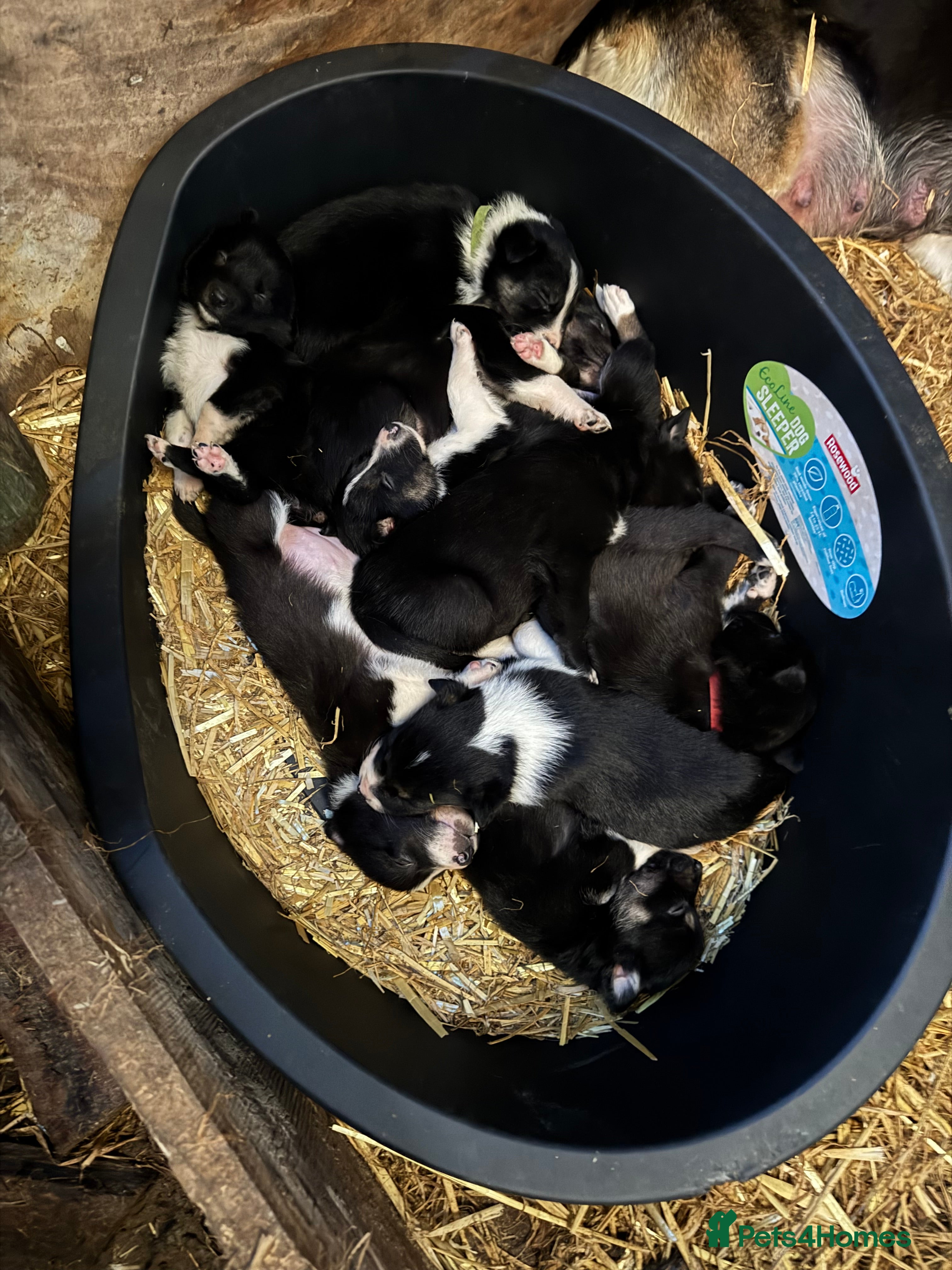Border Collie dogs Collie pups - Advert 9