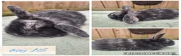 Mini Lop rabbits for sale: Ready to be reserved - Advert 16