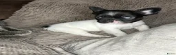French Bulldog dogs for sale: Fluffy French Bulldog Puppies  - Advert 14