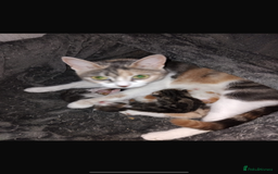 Mixed Breed cats for sale: Kittens for sale - Image 4