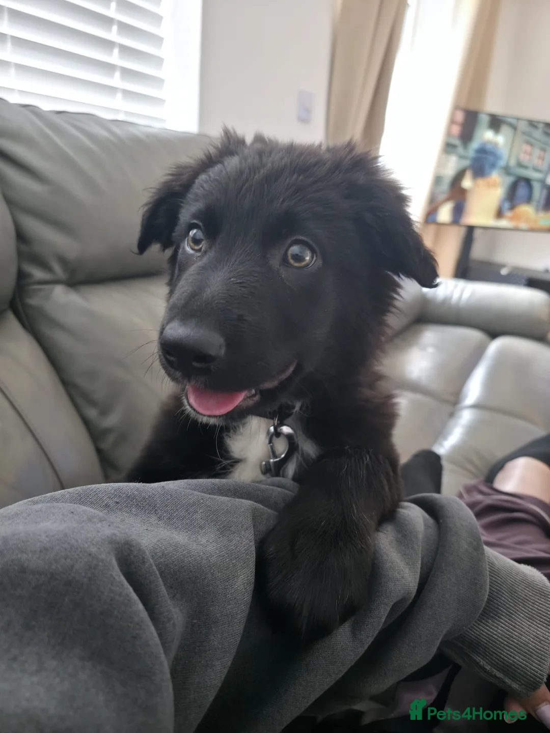 Border Collie dogs for sale: Gorgeous and Gentle Border collie male in Saint Helens - Advert 1