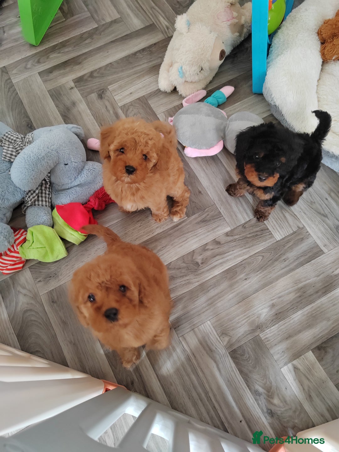 Cavapoo dogs for sale: TOY CAVAPOO DNA TESTED PARENTS AND GRANDPARENTS  - Image 8