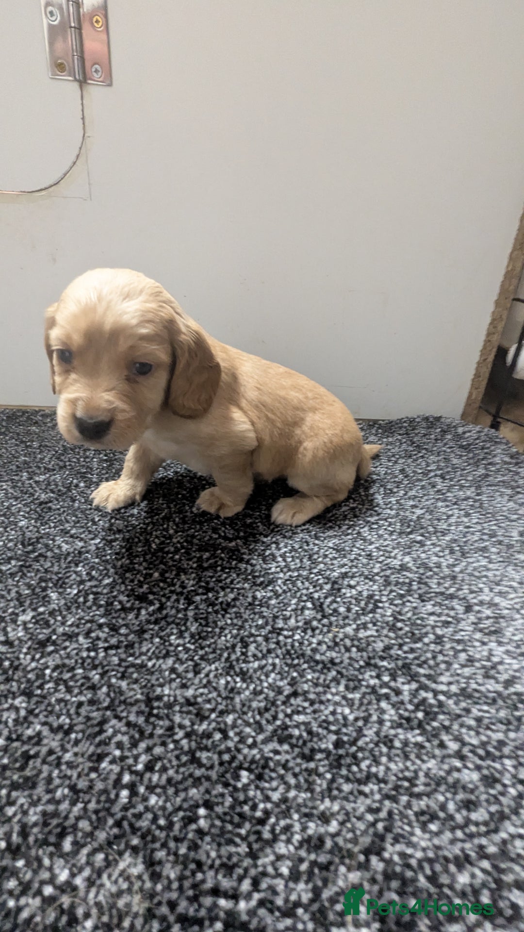 Cocker Spaniel dogs for sale: Adorable Working-Type Cocker Spaniel puppies - Advert 24