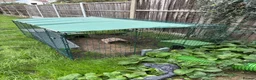 Mixed Breed rabbits for sale: Omlet run and accessories  - Advert 2