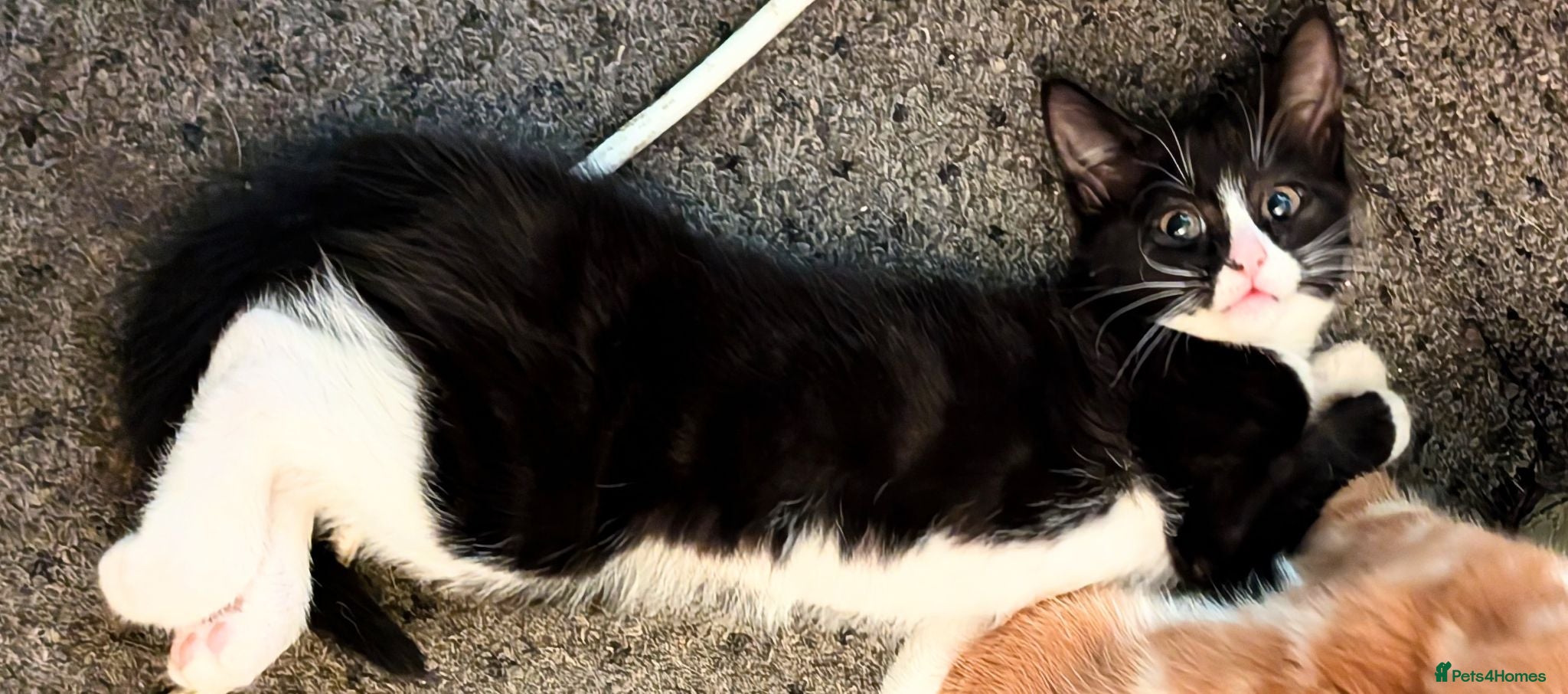 Mixed Breed cats Beautiful domestic x ragdoll kittens  - Advert 1