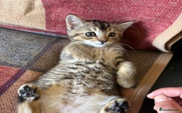 Mixed Breed cats for sale: Last 6 persian mix kittens ready now - Image 4