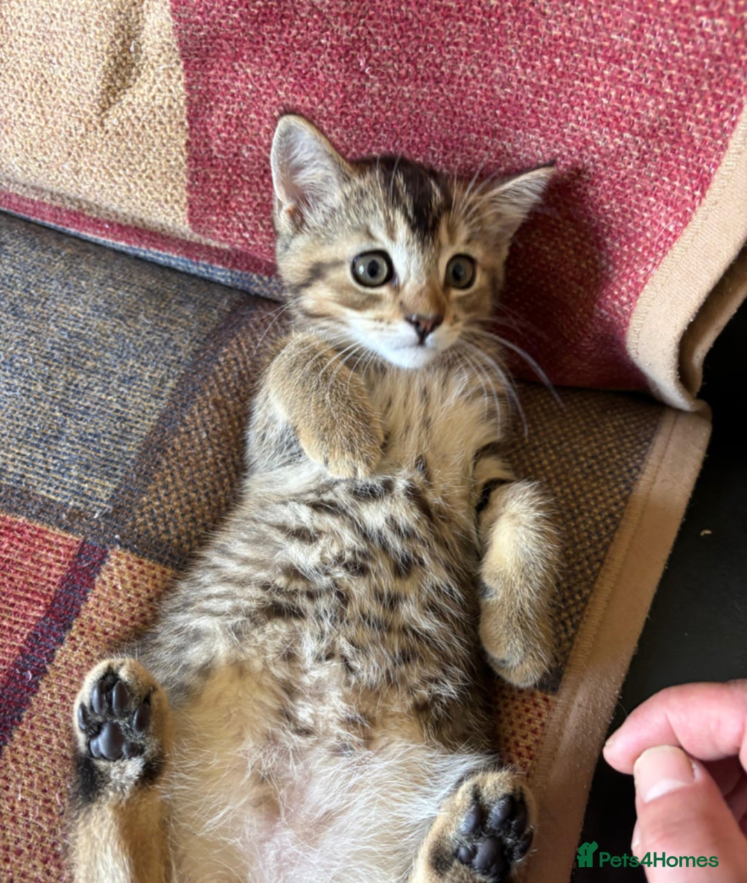 Mixed Breed cats for sale: Last 6 persian mix kittens ready now - Image 4