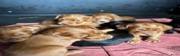 Cocker Spaniel dogs for sale: KC Health Tested Working Cocker Spaniel Puppies - Advert 3