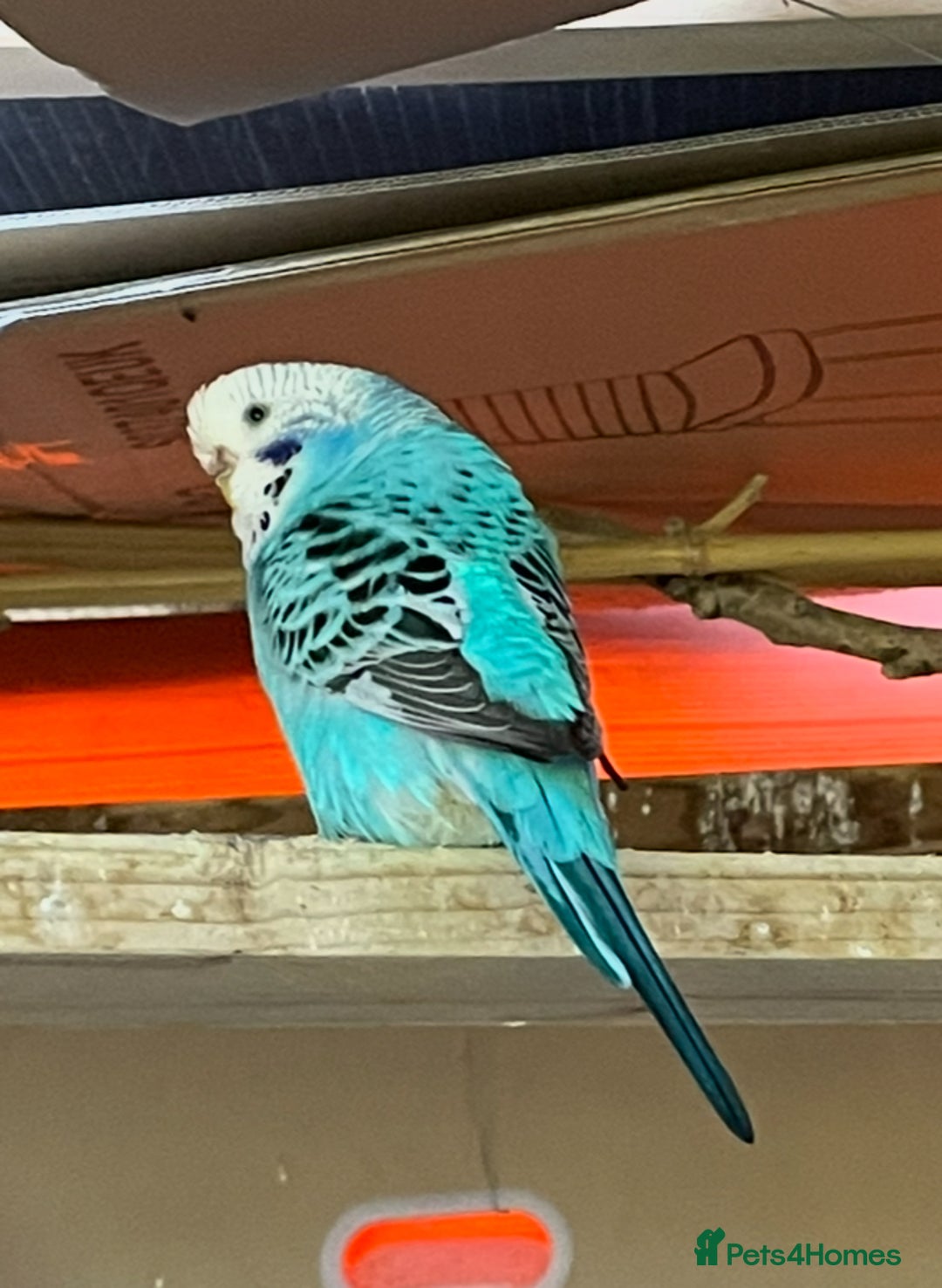 Budgerigars birds for sale: Beautiful Adult Budgies - Image 5