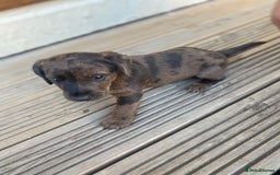 Dachshund dogs for sale: Dachshund x jack Russell puppies  - Image 9