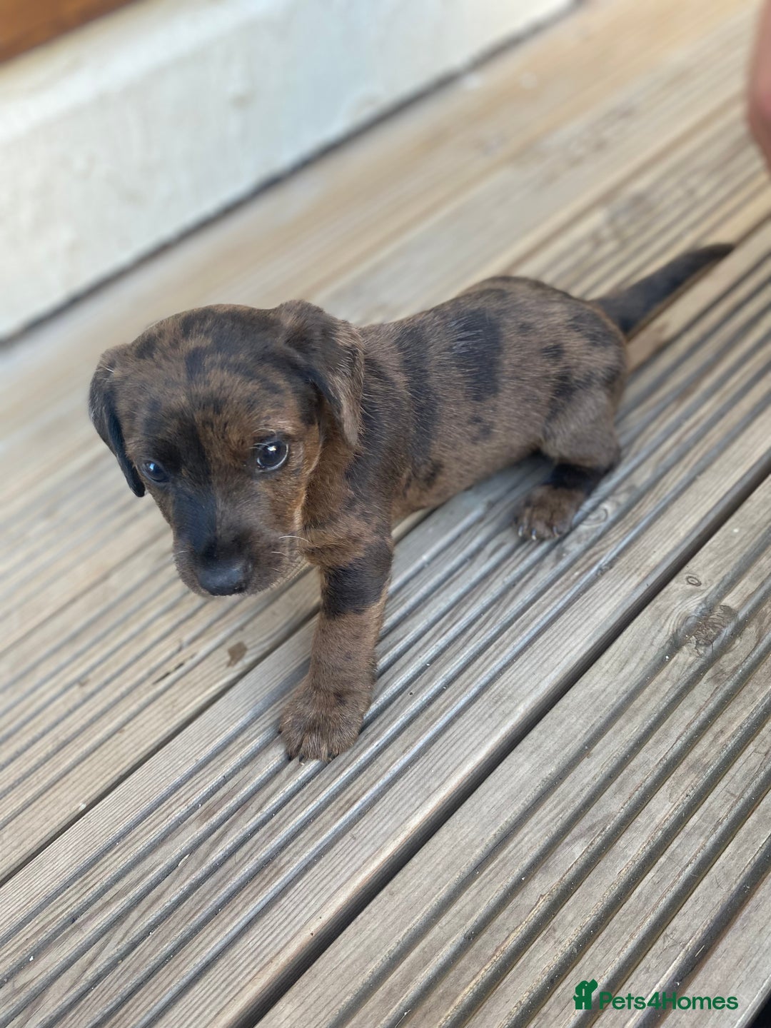 Dachshund dogs for sale: Dachshund x jack Russell puppies  - Image 9