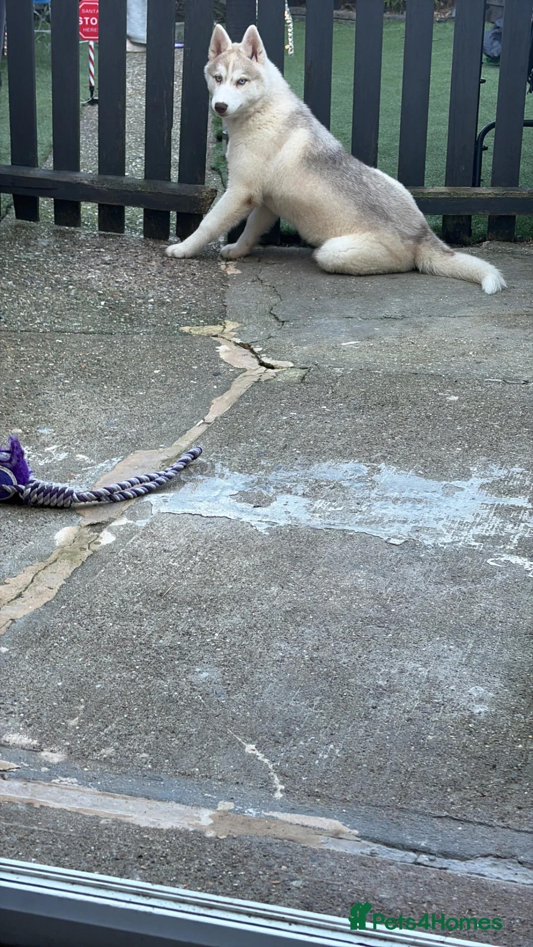 Siberian Husky dogs for sale: Siberian husky  - Advert 2