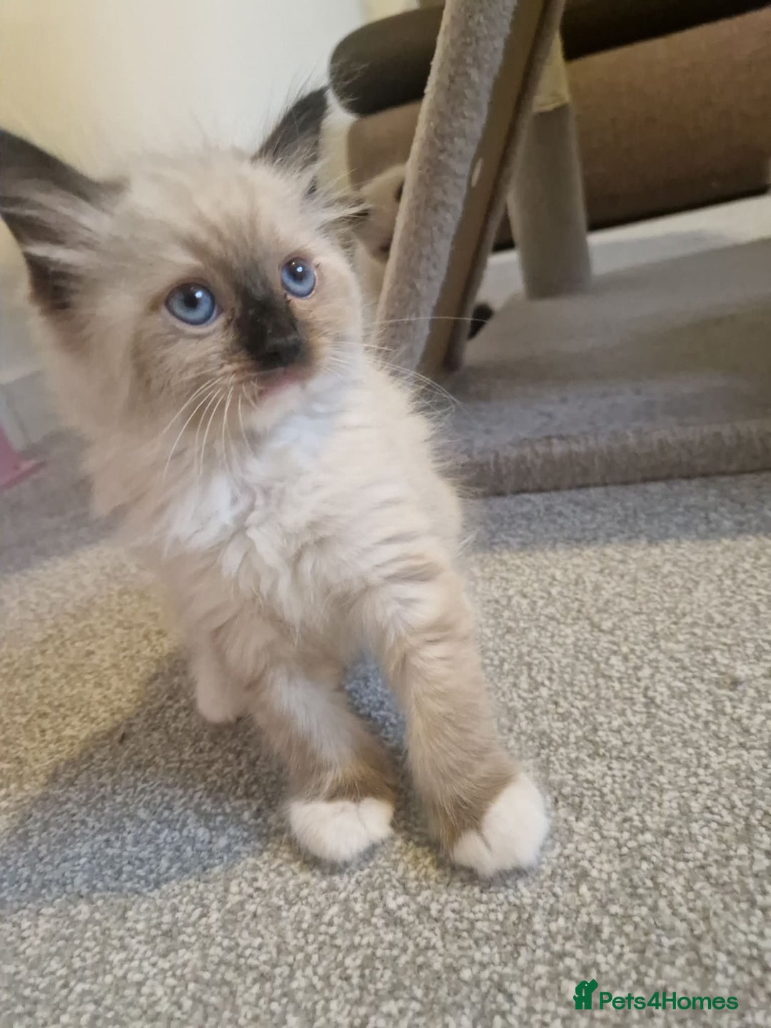 Ragdoll cats for sale: Three cute kittens are looking for loving home - Advert 1