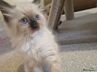Ragdoll cats Three cute kittens are looking for loving home - Advert 3