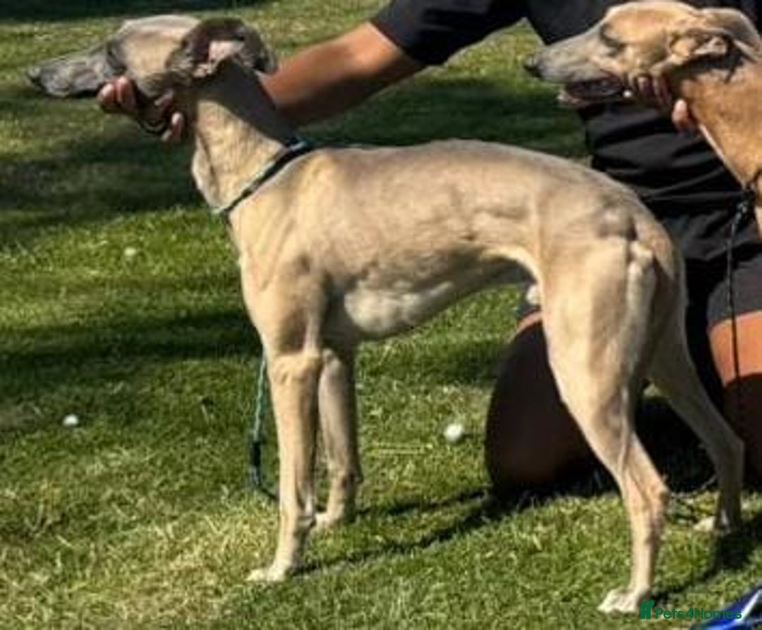 Whippet dogs for sale: Beautiful KC Whippet puppies  - Advert 18