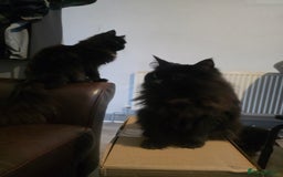 Ragdoll cats for sale: Bruther and sister all black ragdolls - Image 5