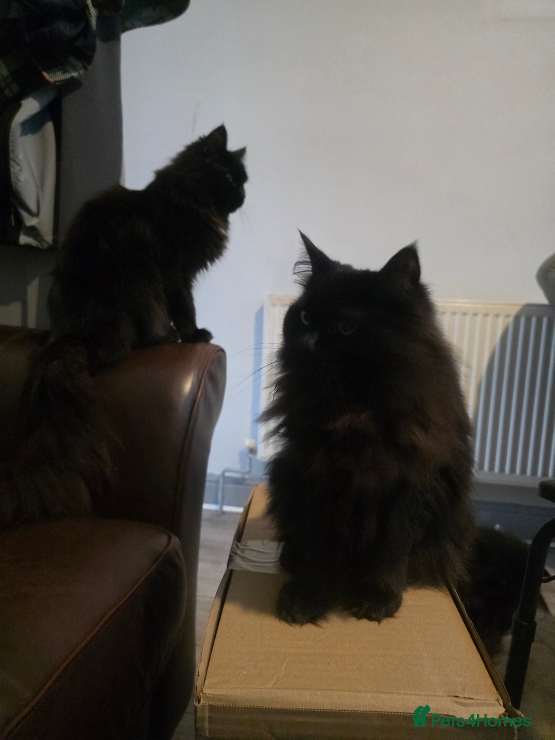Ragdoll cats for sale: Bruther and sister all black ragdolls - Image 5