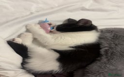 Domestic Shorthair cats for sale: 10 week old kitten | Ready to collect ASAP - Image 5